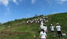 Canon volunteers plant 50 ha Snow Shan tea in Yen Bai province